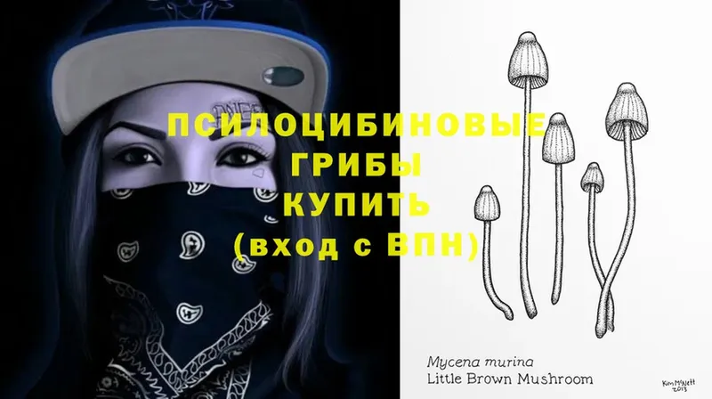 кракен вход  Нариманов  Псилоцибиновые грибы Magic Shrooms 